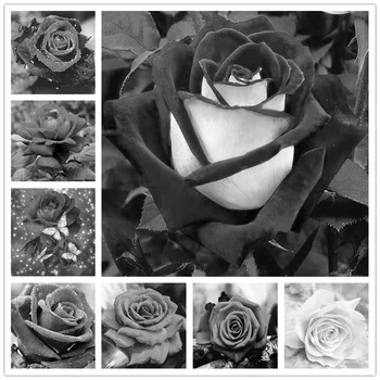 Черно-белый цветок розы 5D DIY алмазная живопись 3D вышивка крестиком комплект любовника цветок алмазная мозаика украшение комнаты